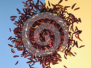 Dried peppers placed on a gray background