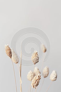 Dried Phalaris flowers close-up