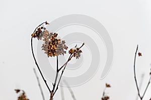 Dried Physocarpus in winter. bush in the snow