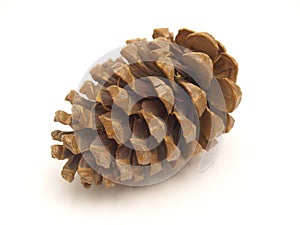 Dried Pine Cone