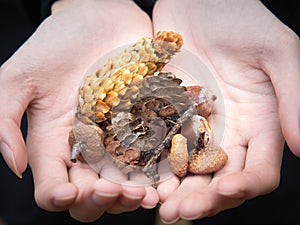Dried pine cones arranged on hand.