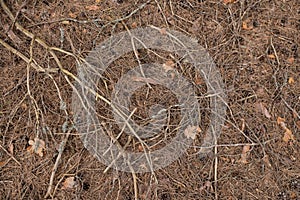 dried pine needles and branches lying on the ground in the forest, texture
