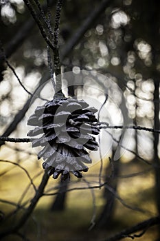 Dried pineapple on a pine