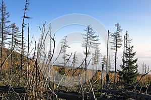 Dried pines and fallen trees in VysokÃ© Tatry, High Tatra Mountains - the mountain range and national park in Slovakia