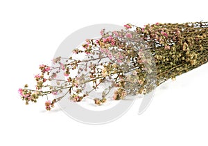 Dried pink flowers isolated on white background