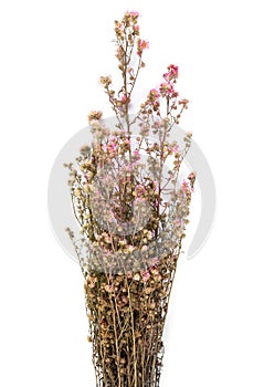 Dried pink flowers isolated on white background