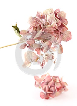 Dried pink hortensia