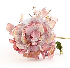 Dried pink hortensia