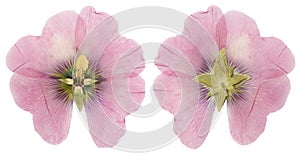 Dried pink mallow flower  alcea rosea front and back, isolate on a white background