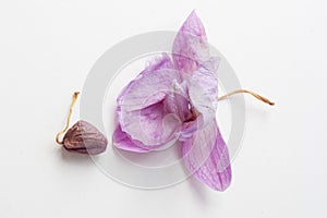 Dried pink orchid flowers. Wilted plants. Bud Herbarium