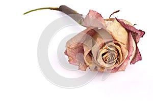 Dried pink rose.Closeup