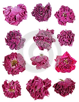 Dried pink rose flowers are used in medicine for tea making