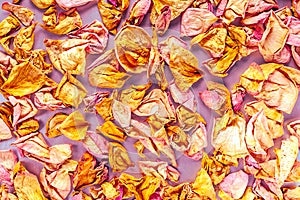 Dried Pink and Yellow Rose Petals Scattered. Top View, Flat Lay, Copy Space. Valentine, International Women`s Day Card, Banner,