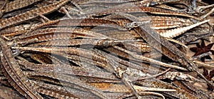 Dried pipefish, Singapore