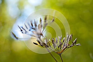 Dried Plant Against Green Backdrop