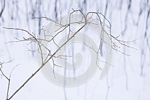 Dried plant branches on the white snow background in winter.Dry plant on the white snow background in winter, New England, US..Dry