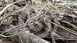 Dried plant on the dry season