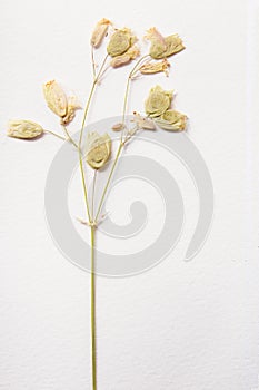 Dried plant green herbs on white paper texture background