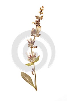 Dried plant green wild herbs on white background
