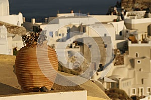 Dried plant in pot on balcony