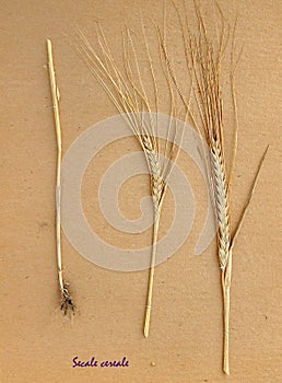 Dried plant of Rye