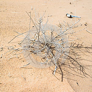 Dried plant in sand of Wadi Rum desert