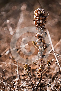 Dried plant with several empty snail shells