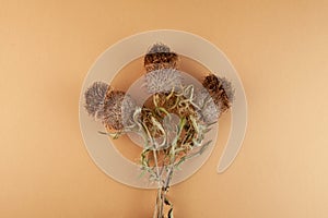 Dried plant, Silybum marianum, milk thistle or Scotch thistle. Herbal extract, superfood for aiding liver function. Strong