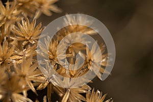 Dried plant in the sunshine