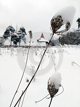 Dried plants, covered with snow, against snow-covered trees