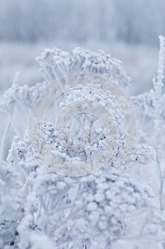 Dried plants covered with snow. Frost on dry grass. Close-up