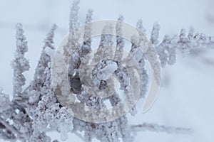 Dried plants covered with snow. Frost on dry grass. Close-up