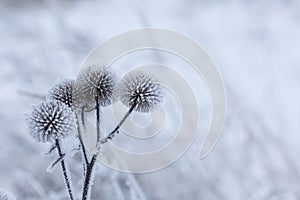 Dried plants covered with snow. Frost on dry grass. Close-up