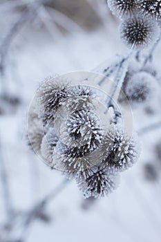 Dried plants covered with snow. Frost on dry grass. Close-up