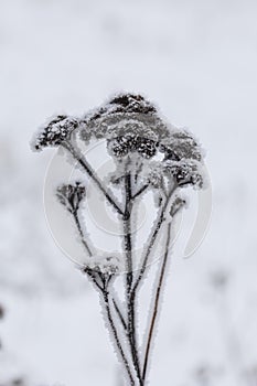 Dried plants covered with snow. Frost on dry grass. Close-up