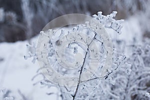 Dried plants covered with snow. Frost on dry grass. Close-up