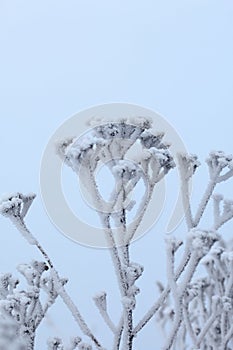 Dried plants covered with snow. Frost on dry grass. Close-up