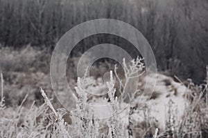 Dried plants covered with snow. Frost on dry grass. Close-up