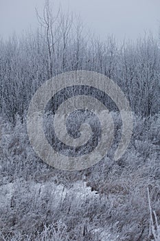 Dried plants covered with snow. Frost on dry grass. Close-up