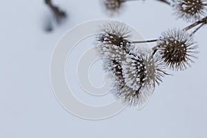 Dried plants in a winter park. The plants are covered with beautiful snow patterns. Shot close-up