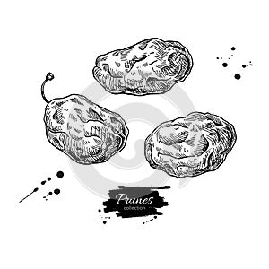 Dried plum set. Prune vector drawing. Hand drawn dehydrated fruit illustration.