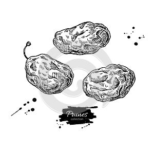 Dried plum set. Prune vector drawing. Hand drawn dehydrated fruit illustration. photo