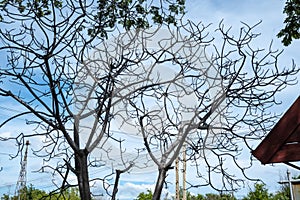 Dried plumeria, because they want to reduce the amount of transpiration