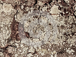 Dried poplar Bark, Padana Plain, Italy.