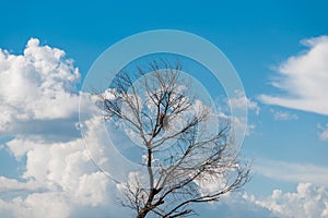 Dried poplar tree, beautiful blue sky with white clouds
