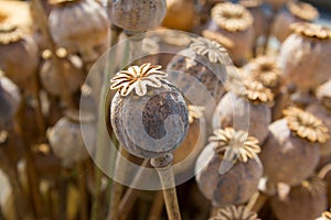Dried poppy head. Opium drugs plant