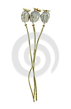 Dried poppy heads isolated on white background