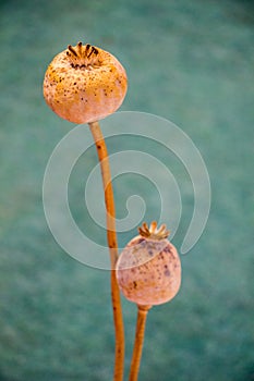 Dried poppy heads in view