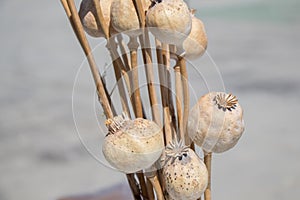 Dried poppy heads in view