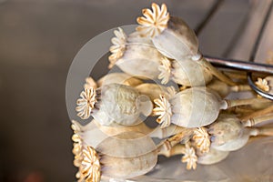 Dried poppy heads in view